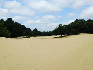 Foto: Unik! Ada Gurun di Tengah Hutan Amerika Foto: Unik! Ada Gurun di Tengah Hutan Amerika