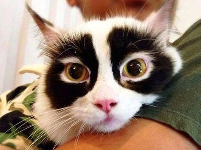 Potret Kucing dengan Motif Bulu Super Unik