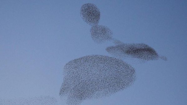 Foto: Kawanan Burung di Langit Roma Saat Senja