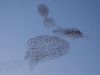 Foto: Kawanan Burung di Langit Roma Saat Senja