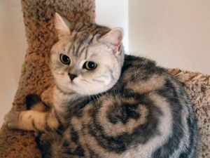 5 Cara Mudah Hilangkan Bulu Kucing yang Menempel di Karpet 5 Cara Mudah Hilangkan Bulu Kucing yang Menempel di Karpet