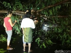 Pohon Tumbang Timpa Mobil, Tiga Penumpang Selamat