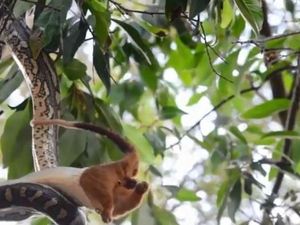 Ular Piton di Australia Terekam Video Lahap Possum dari Kepalanya