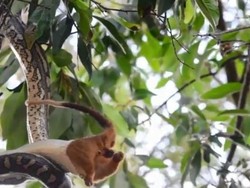 Ular Piton di Australia Terekam Video Lahap Possum dari Kepalanya