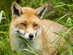 Ada Rubah di Landasan Pacu, Pesawat di Manchester Batal Terbang