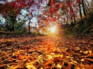 Autum Morning
