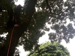 Foto: Aksi Damkar Selamatkan Kucing dari Pohon 5 Meter di Sudirman