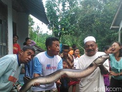 Wow... Warga Jember Temukan Belut Raksasa Seberat 20 Kg