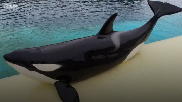 Kenalkan, Ini Wikie Si Paus Pembunuh yang Bisa Bilang Hello