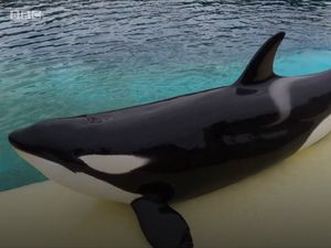 Kenalkan, Ini Wikie Si Paus Pembunuh yang Bisa Bilang Hello