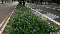 Kerennya Jalur Pedestrian di Kawasan GBK Senayan