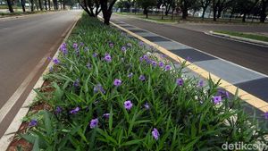 Kerennya Jalur Pedestrian di Kawasan GBK Senayan
