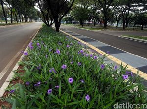 Kerennya Jalur Pedestrian di Kawasan GBK Senayan