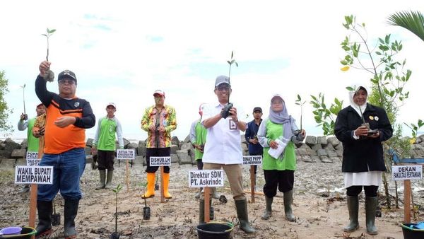 Askrindo Gandeng Universitas Tanjungpura Pontianak Tanam Mangrove