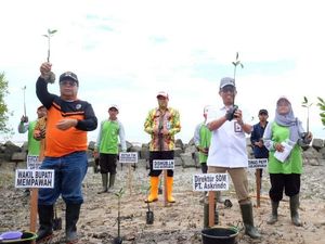 Askrindo Gandeng Universitas Tanjungpura Pontianak Tanam Mangrove