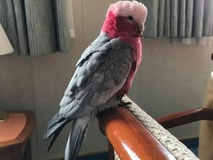 Burung Kakatua Ini Jadi Penumpang Gelap Kapal Pesiar Australia