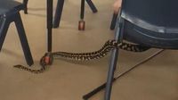 Detik-detik Ular Piton Masuk Kelas di Australia