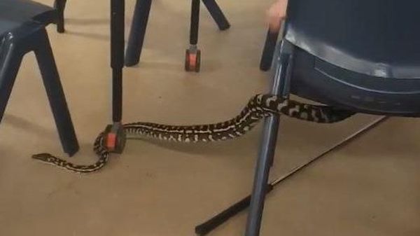 Detik-detik Ular Piton Masuk Kelas di Australia