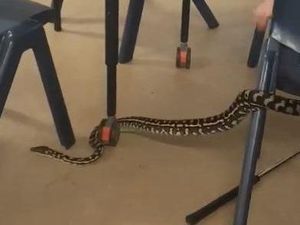 Detik-detik Ular Piton Masuk Kelas di Australia