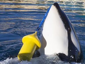 Paus Pembunuh ini Bisa Bilang Hello, Lihat Aksinya!