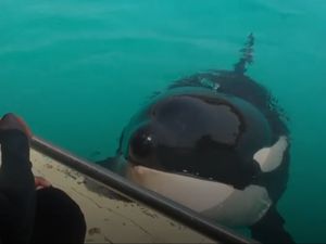 Video Paus Pembunuh Bisa Bilang Hello