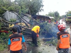 Pohon Tumbang Timpa Pemotor dan Truk, Satu Orang Luka