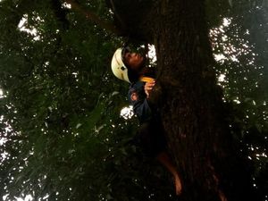 Kucing Tak Bisa Turun dari Pohon di Sudirman, Damkar Datang Menolong