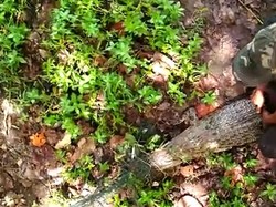 Warga Aceh Elus-elus Badan Buaya untuk Bebaskan dari Jaring