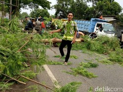 Sebuah Pohon Tumbang di Pasuruan Timpa Pemotor