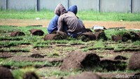Usai digulung, rumput-rumput itu diangkut menggunakan mobil bak terbuka dan dibawa ke luar stadion.