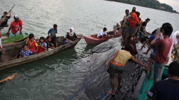Foto: Paus Sperma Terdampar di Bombana Sultra