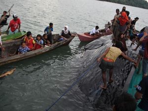 Foto: Paus Sperma Terdampar di Bombana Sultra