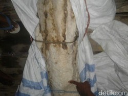 Warga Pulau Komodo Dihebohkan dengan Muntahan Paus?