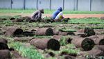 Sambut Asian Games, Rumput Stadion Si Jalak Harupat Dibongkar