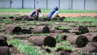 Renovasi stadion yang kerap digunakan sebagai markas Persib Bandung ini ditargetkan proses pembongkaran rumput maksimal 2 minggu.