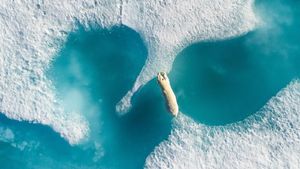 Deretan Foto Jawara Kontes Drone yang Kece Banget