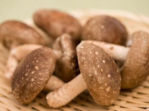 jamur shitake