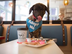 Asyik! Di Kafe Ini Pengunjung Bisa Ngopi Bareng Anjing Peliharaan