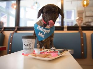 Asyik! Di Kafe Ini Pengunjung Bisa Ngopi Bareng Anjing Peliharaan Asyik! Di Kafe Ini Pengunjung Bisa Ngopi Bareng Anjing Peliharaan