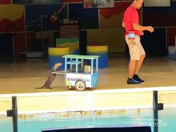 Mau Lihat Atraksi Berang-berang Jualan Bakso?