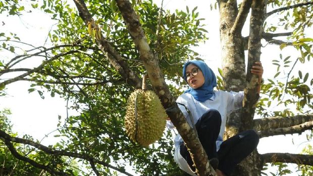 Bupati Lebak Iti Octavia panjat pohon duren