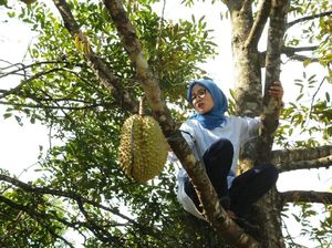 Aksi Bupati Lebak Iti Octavia Panjat Pohon Durian