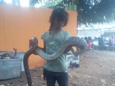 Potret Pelukis di Menteng dengan Sanca yang Melilitnya Hingga Tewas