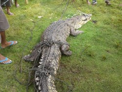Hii! Buaya 3 Meter Ditemukan Warga Gorontalo di Tambak Udang