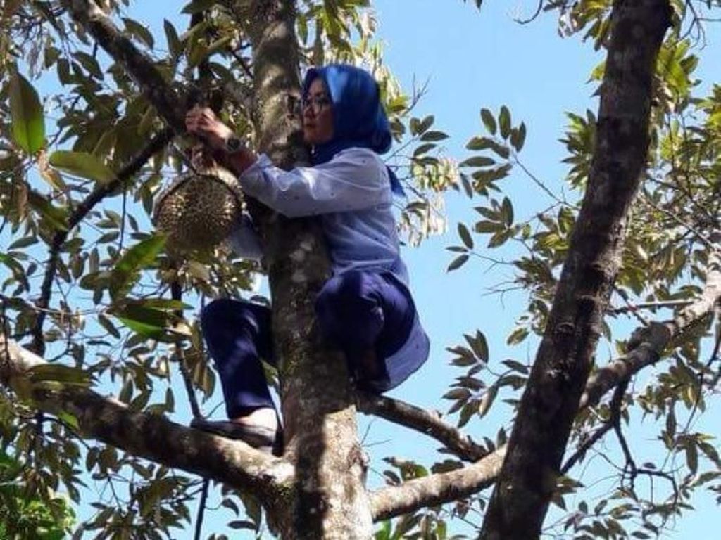Di Lingkungan Pemkab Lebak, Bupati Iti Dikenal Suka Panjat Pohon Di Lingkungan Pemkab Lebak, Bupati Iti Dikenal Suka Panjat Pohon