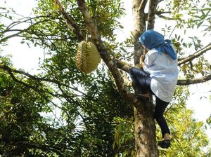 Video: Aksi Bupati Iti Octavia Panjat Pohon Durian Jadi Perbincangan