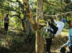 Viral Aksi Bupati Lebak Iti Octavia Panjat Pohon Durian