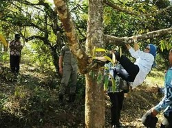 Viral Aksi Bupati Lebak Iti Octavia Panjat Pohon Durian