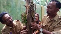 Foto: Pohon Pisang Berbuah dari Batang di Pangkep Sulsel