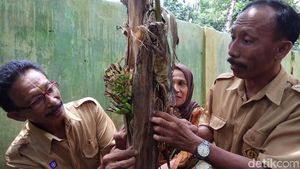 Foto: Pohon Pisang Berbuah dari Batang di Pangkep Sulsel